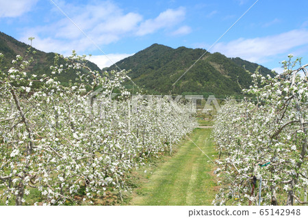 May of Azumino Matsukawa When the apple blossoms bloom 65142948
