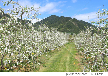 May of Azumino Matsukawa When the apple blossoms bloom 65142949