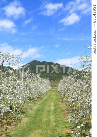 蘋果開花的安mino野松川5月 65142951