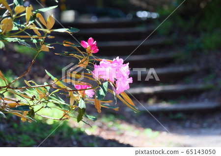 杜鵑花 杜鵑花 65143050