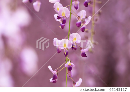 紫藤花開的很漂亮 65143117