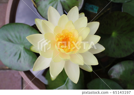 綠色的葉子和黃色的睡蓮花朵盛開在棕色的睡蓮壺中 綠色的葉子和黃色的睡蓮花朵盛開在棕色的睡蓮壺中 65143197