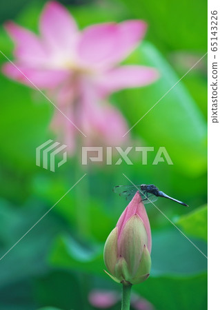 蜻蜓在古老的荷花中展翅：小Ko谷歷史公園（島根縣出雲市） 65143226