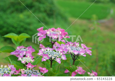 Hydrangea blooming on the shore of a paddy field Hydrangea blooming on the shore of a paddy field 65143228