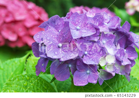 七彩繡球花在雨中濕 65143229