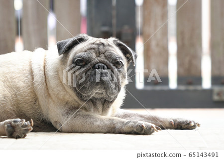Pug dog staring at camera. Eyes open. Locked gate Pug dog staring at camera. Eyes open. Locked gate 65143491