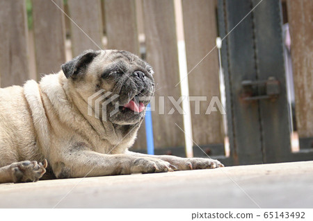 Pug dog yawning. Bored or tired. Locked gate at Pug dog yawning. Bored or tired. Locked gate at 65143492
