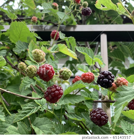 Blackberries grown in a home garden photo material 65143557