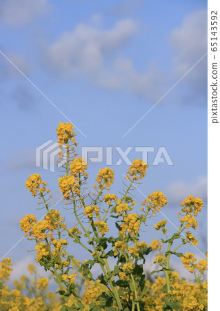 油菜花和藍天 油菜花和藍天 65143592