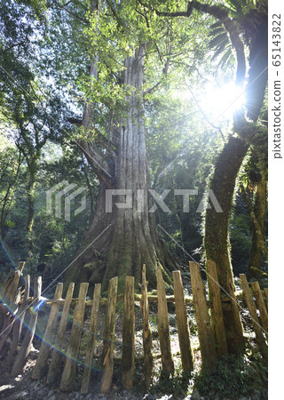 司馬庫斯巨木群,司馬庫斯,上帝的部落,新竹縣,尖石鄉,樹,神木,森林,雨林 65143822