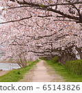 櫻花隧道 65143826