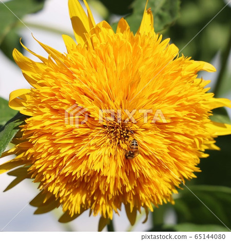 向日葵 65144080