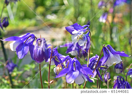 Odamaki（戒指） 65144081