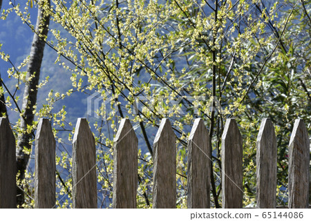 馬告樹,山胡椒,馬告,植物,辛香植物,山胡椒花 65144086