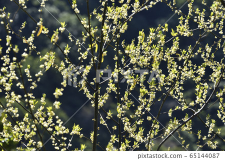 馬告樹,山胡椒,馬告,植物,辛香植物,山胡椒花 65144087