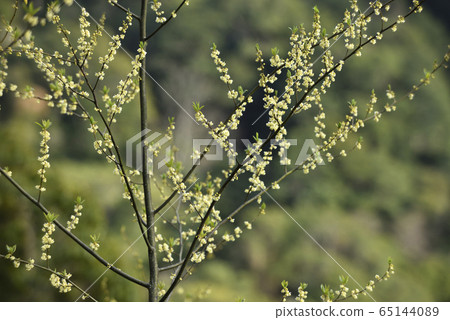 馬告樹,山胡椒,馬告,植物,辛香植物,山胡椒花 65144089