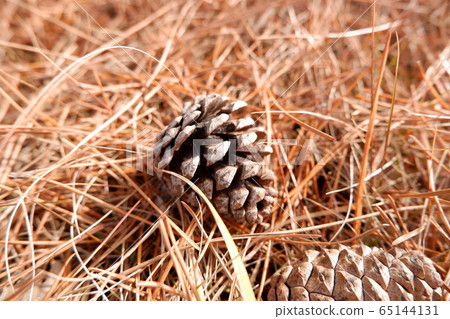 Pine and pine cones Pine and pine cones 65144131