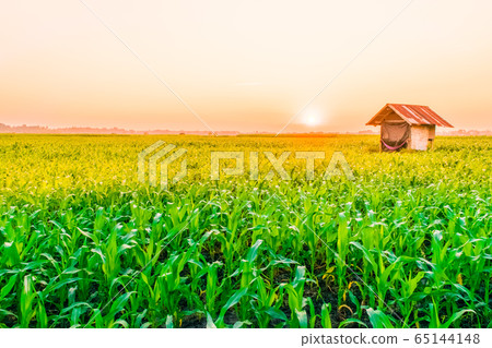 sunrise over the corn field sunrise over the corn field 65144148