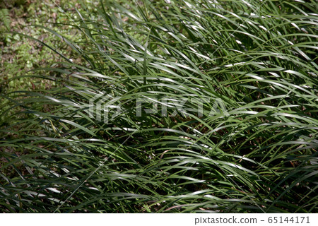 Grass pattern 65144171