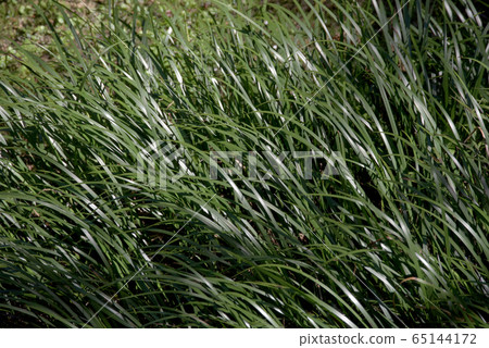 Grass pattern Grass pattern 65144172