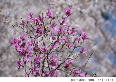 Three leaves 65144173