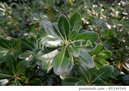 Tobera離開 65144349