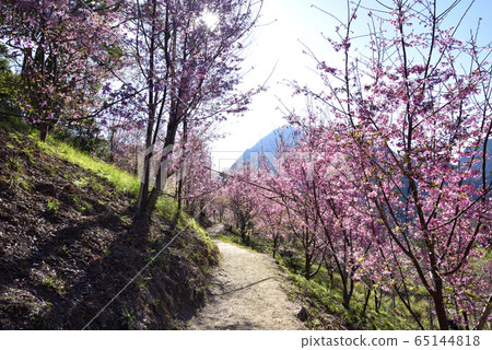司馬庫斯,上帝的部落,新竹縣,尖石鄉,櫻花,路徑,山 65144818