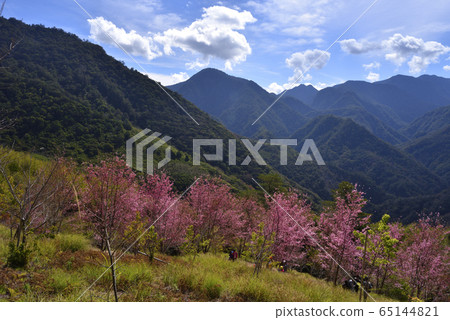 司馬庫斯,上帝的部落,新竹縣,尖石鄉,櫻花,路徑,山 65144821