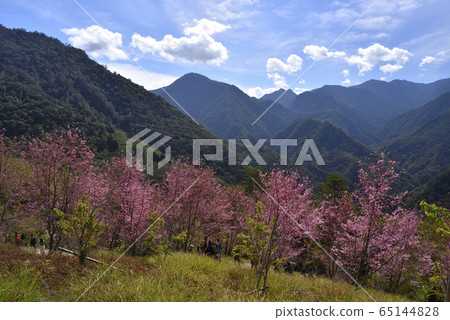 Simacus, God's Tribe, Hsinchu County, Jianshi Township, cherry blossom, path, mountain 65144828