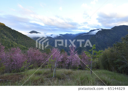 司馬庫斯,上帝的部落,新竹縣,尖石鄉,櫻花,路徑,山 65144829