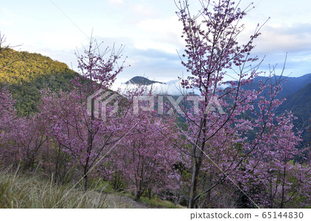 Simacus, God's Tribe, Hsinchu County, Jianshi Township, cherry blossom, path, mountain 65144830