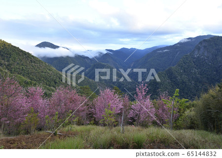 司馬庫斯,上帝的部落,新竹縣,尖石鄉,櫻花,路徑,山 65144832