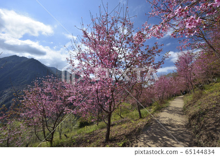 Simacus, God's Tribe, Hsinchu County, Jianshi Township, cherry blossom, path, mountain 65144834