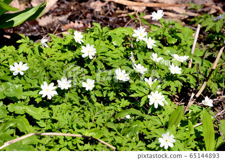 Kikuzaki Ichige of Hoshioki Green Area Kikuzaki Ichige of Hoshioki Green Area 65144893