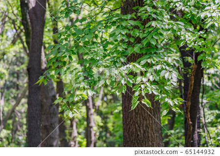 Fresh green leaves shaking in the wind 65144932