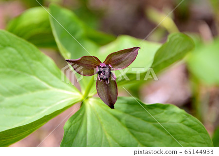 Hoshioki green space trillium 65144933