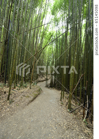 司馬庫斯,上帝的部落,新竹縣,尖石鄉,樹,路徑,步道森林,竹林,路徑 65145098