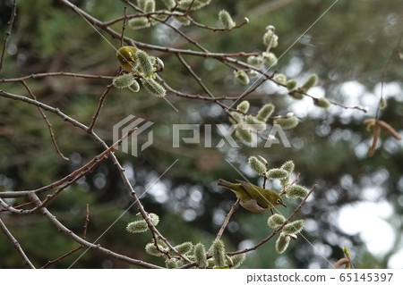 貓柳和日本白眼 65145397