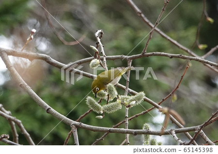 Pussy willow and Japanese white-eye Pussy willow and Japanese white-eye 65145398