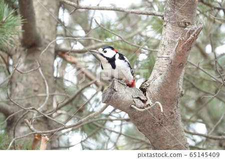 Satozuka的Akagera 65145409