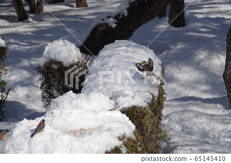 佐藤塚 佐藤塚 65145410