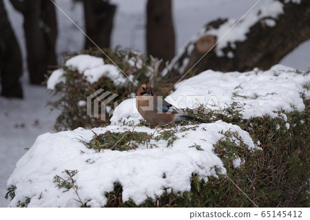 Satozuka的封面 Satozuka的封面 65145412