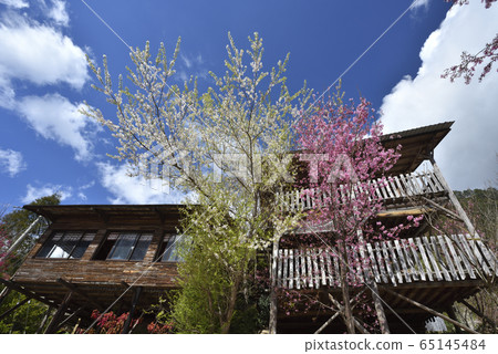 司馬庫斯,上帝的部落,新竹縣,尖石鄉,櫻花,屋,部落 65145484
