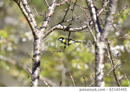 Grey-throated pepper, bird, bird, flying feather, wild animal, animal Grey-throated pepper, bird, bird, flying feather, wild animal, animal 65145495