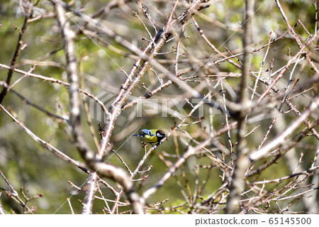 Grey-throated pepper, bird, bird, flying feather, wild animal, animal Grey-throated pepper, bird, bird, flying feather, wild animal, animal 65145500
