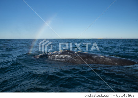 Gray whale squirting Gray whale squirting 65145662