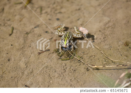 春天樹蛙 65145671