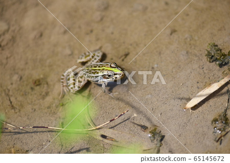 Spring tree frog Spring tree frog 65145672