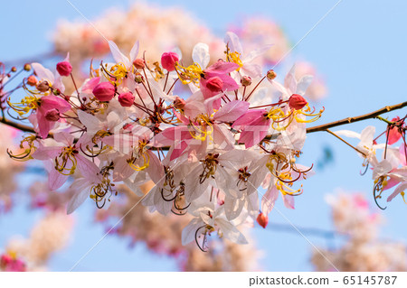 Cassia bakeriana Craib, Cassia bakeriana Craib, 65145787