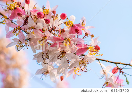Cassia bakeriana Craib, 65145790